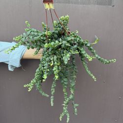 6” curly lipstick plant