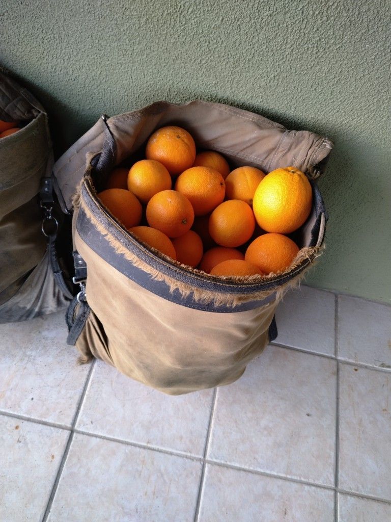  85 Pound Bag Of Oranges / Morral De Naranja De 85 Libras 