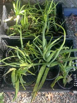 Aloe Vera Plants