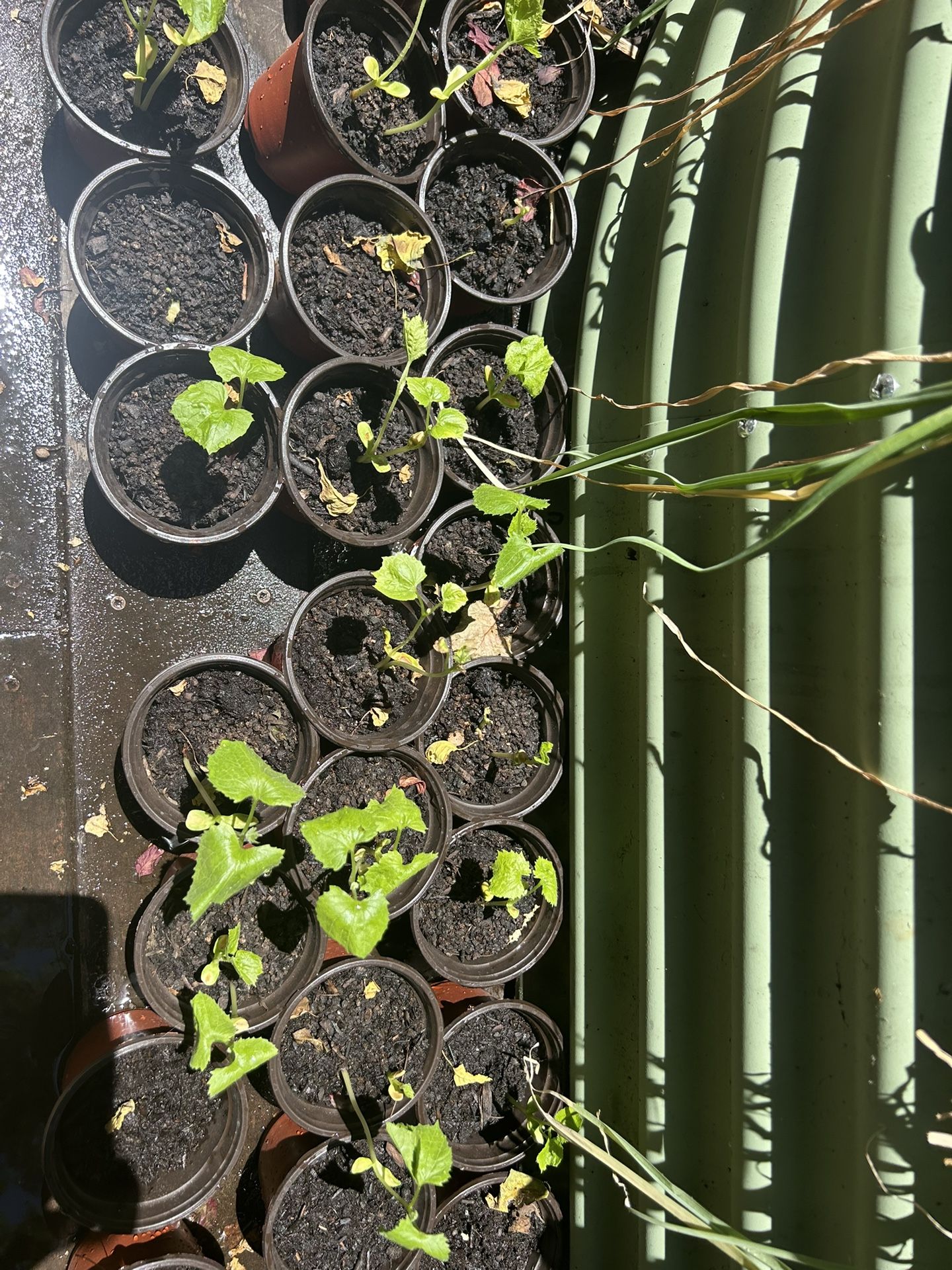Rare BITTER GOURD Heirloom Saplings