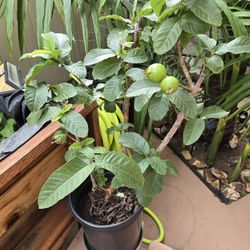 Guava Fruit Tree 15 Gallon 
