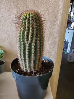 Torch cactus