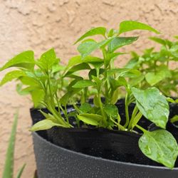 Bell Pepper Seedlings 