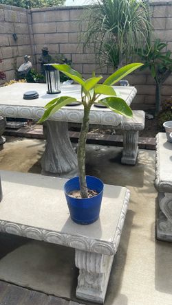 Plumeria