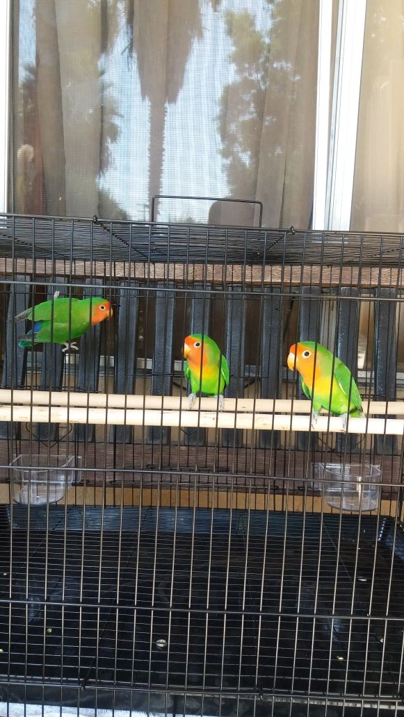 Peach-faced Lovebird
