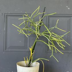 Pencil cactus fire stick available