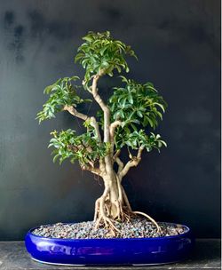 Bonsai Hawaiian Umbrella
