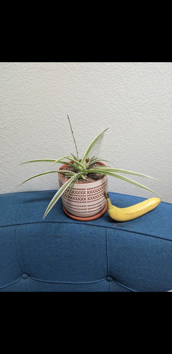Spider Plant In ceramic pot
