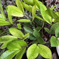 Chameleon Zz Plant