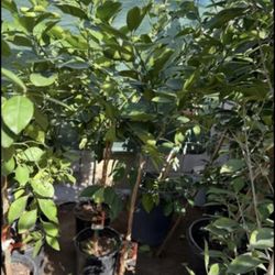 Arizona Sweet Orange 🍊 Trees 4F From the Ground Up $55 Each Price Firm