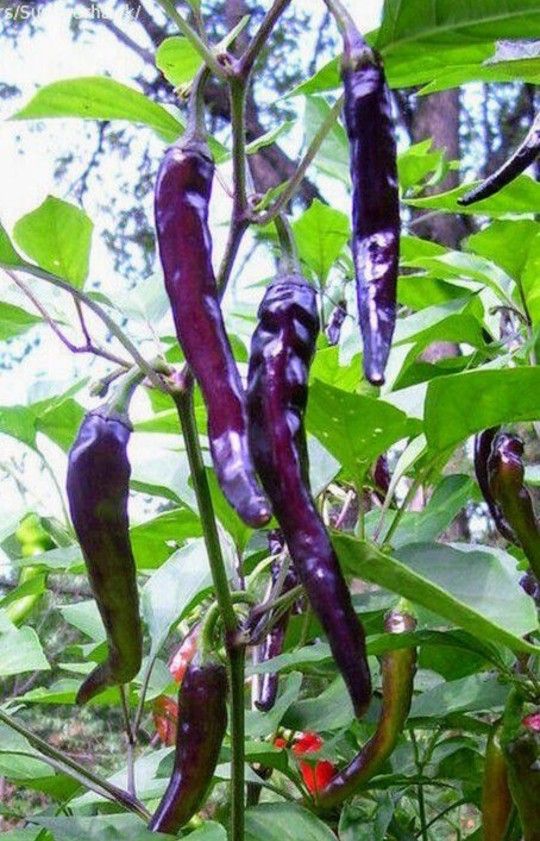Rare Organic Purple Cayenne Pepper Seeds! 2026 SEASON EARLY RELEASE!