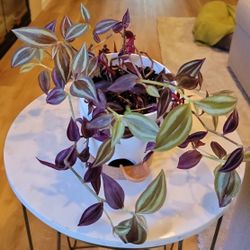 Wandering Jew Plant
