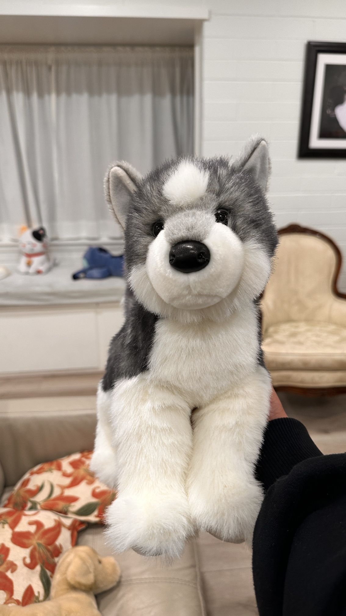 Douglas Dog Husky