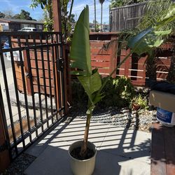 Bird of Paradise Palm