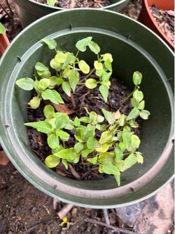 A whole bunch of Papaya Potted Seedlings Healthy little green plants. Great for starting your garden or planting.