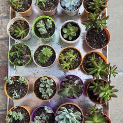 Succulents For Sale