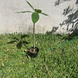 Frangipani 