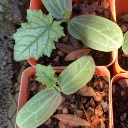 Luffa Mướp Hương 3$ Pot