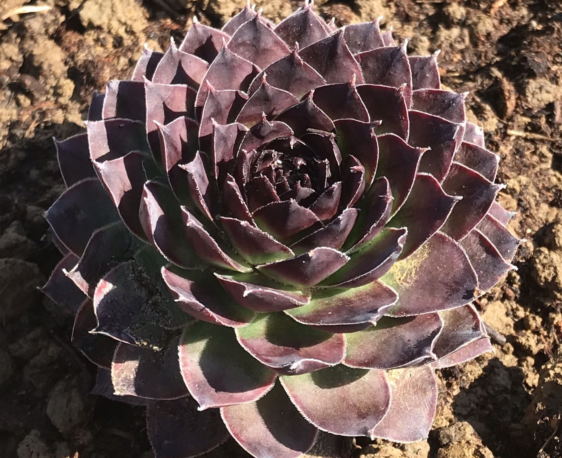 1 Hen and Chicks Succulent Plant in picture will be in pot