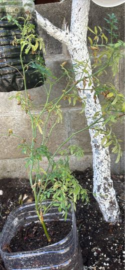 Ruda plant
