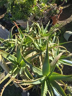 Aloe / Succulents
