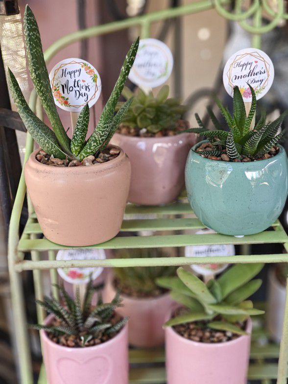 Cute Pots With Real Plants 