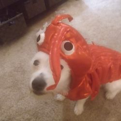 Lobster Dog Costume Size Large