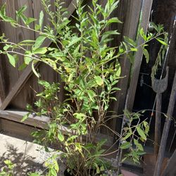 Large Fruiting Thornless Goji Berry Fuit Plant in 5 Gallon Pot  CASH ONLY  Pick up in Downtown San Jose  Helping my dad list his plant for sale 