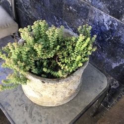 Baby’s Necklace succulent in concrete pot appx 12  in diameter 