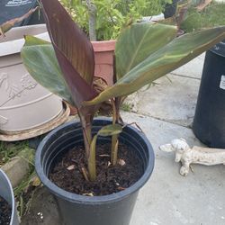 Natural Plant Achica Canna 