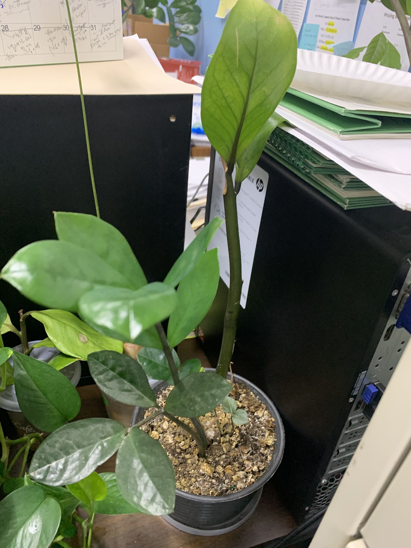 Money Tree Plant