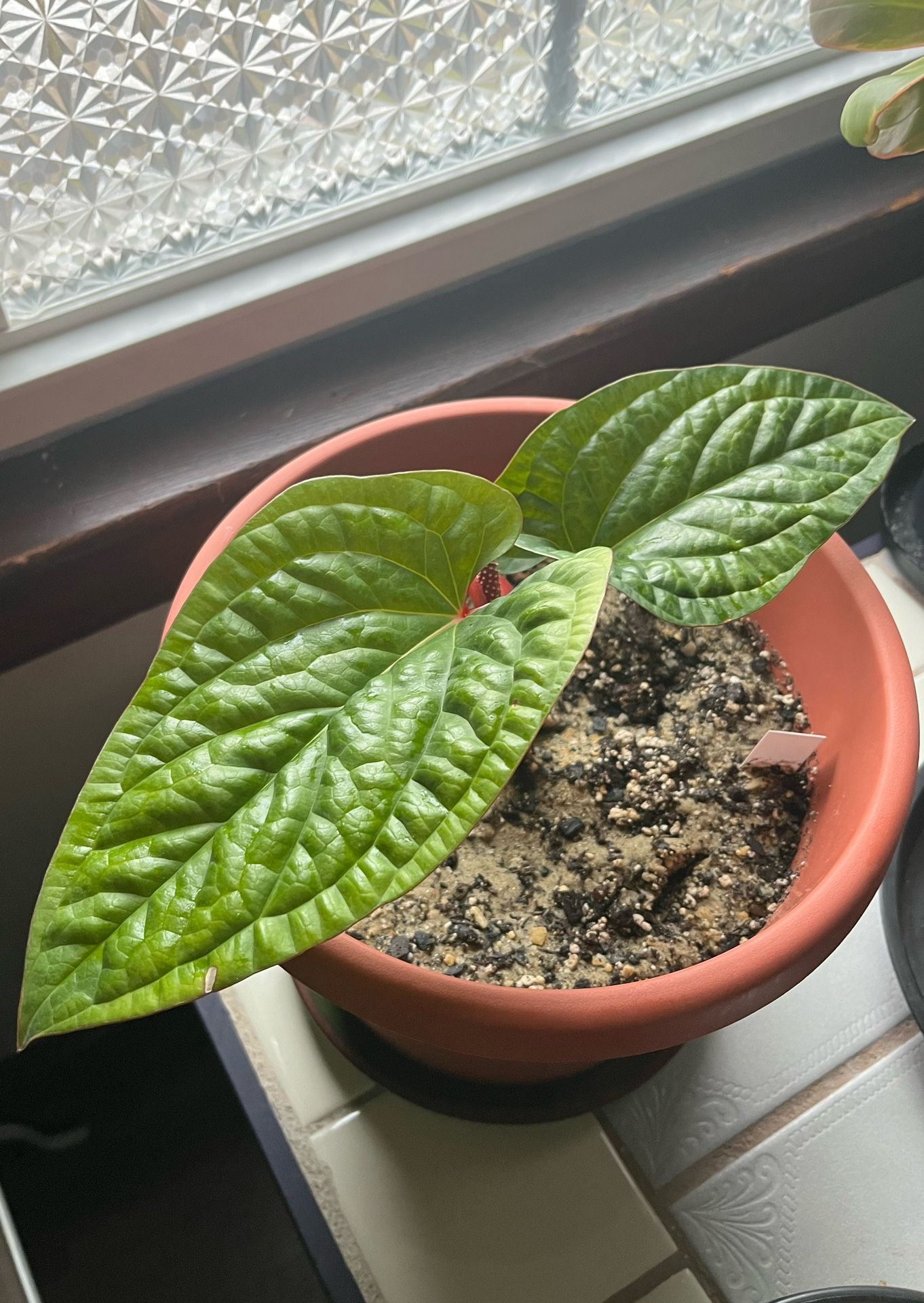 Anthurium Radicans X Luxurians