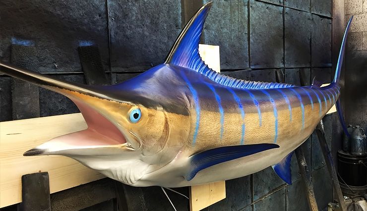 Marlin Fish