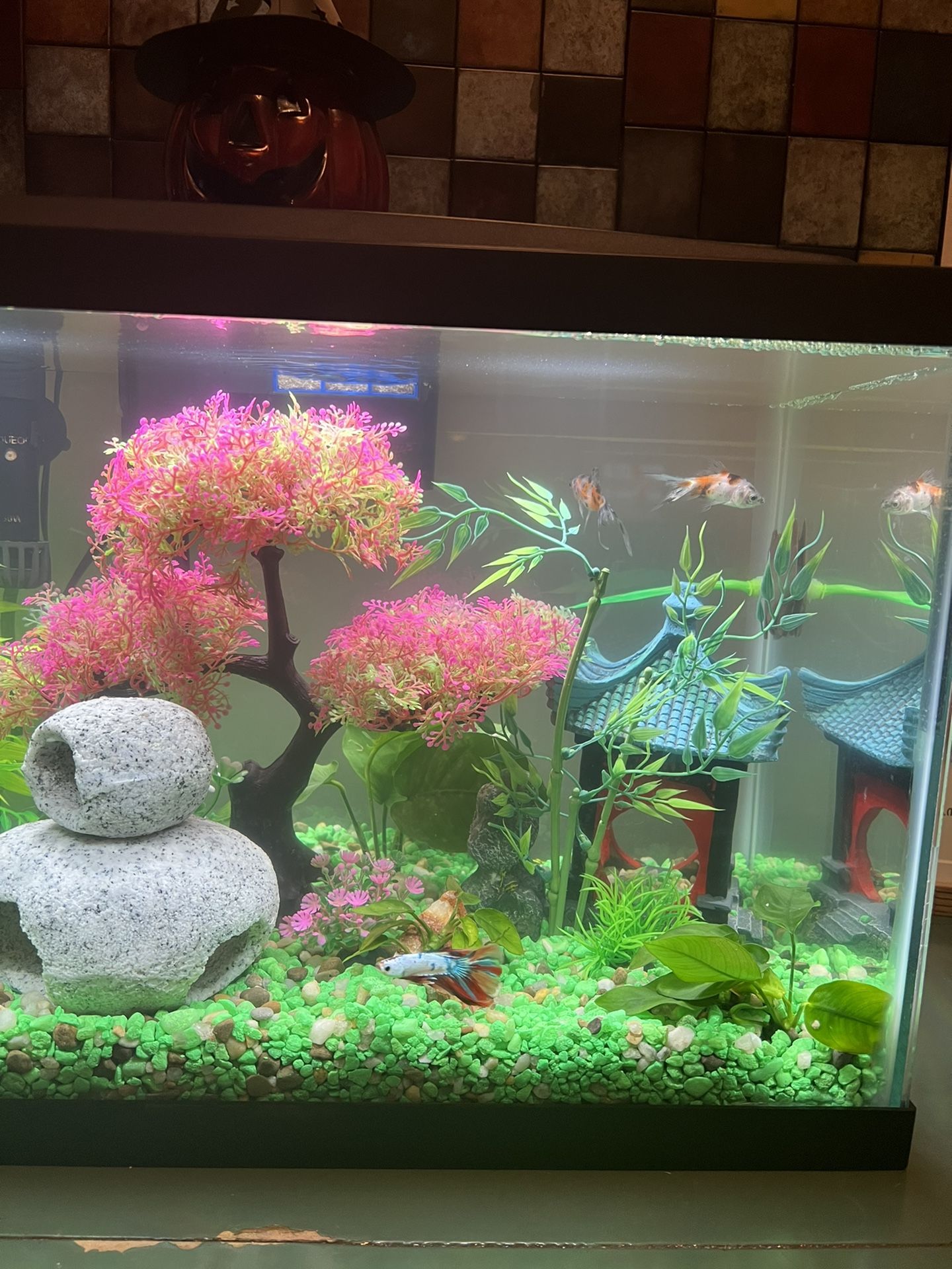 Fish tank 10 Gallon