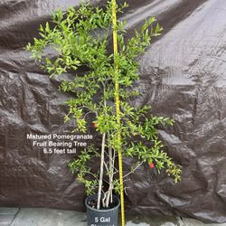 Matured Pomegranate Bearing Red Fruit Flowers Tree Over 6 Ft Tall 