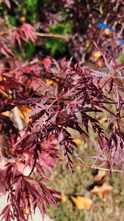 Japanese Maple- Crimson Queen