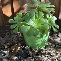 Big Succulent 