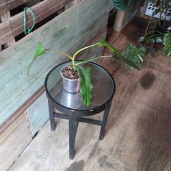 Philodendron Mexicanum 