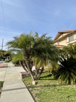 Pygmy Palm