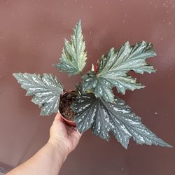 4” begonia 