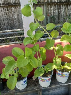 Oregano Orejon