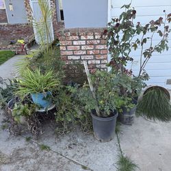 Plants for FREE