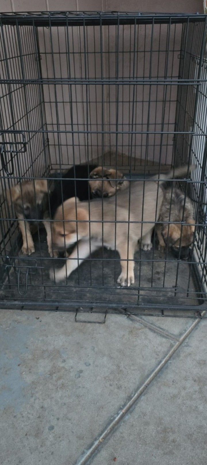 Dog Cage