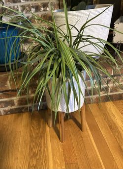Dracaena Marginata Faux Plant with White Ceramic Pot and Wood Stand. Read Description