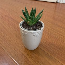 Succulent Plant With Vase