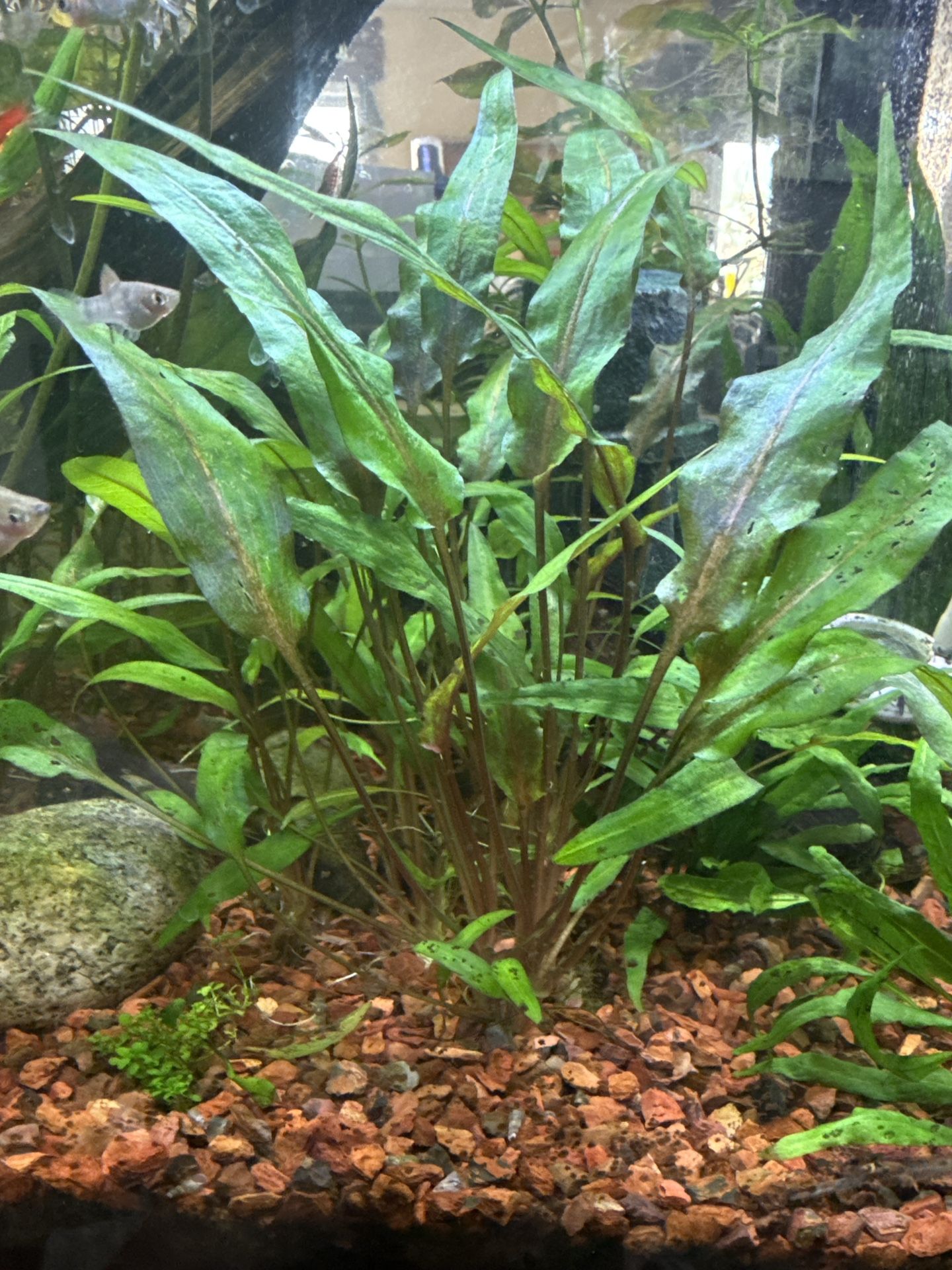Aquarium Plants For Sale