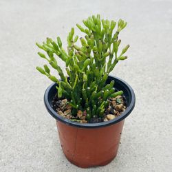 Succulents plants 🪴