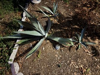 Century plant with its two pups