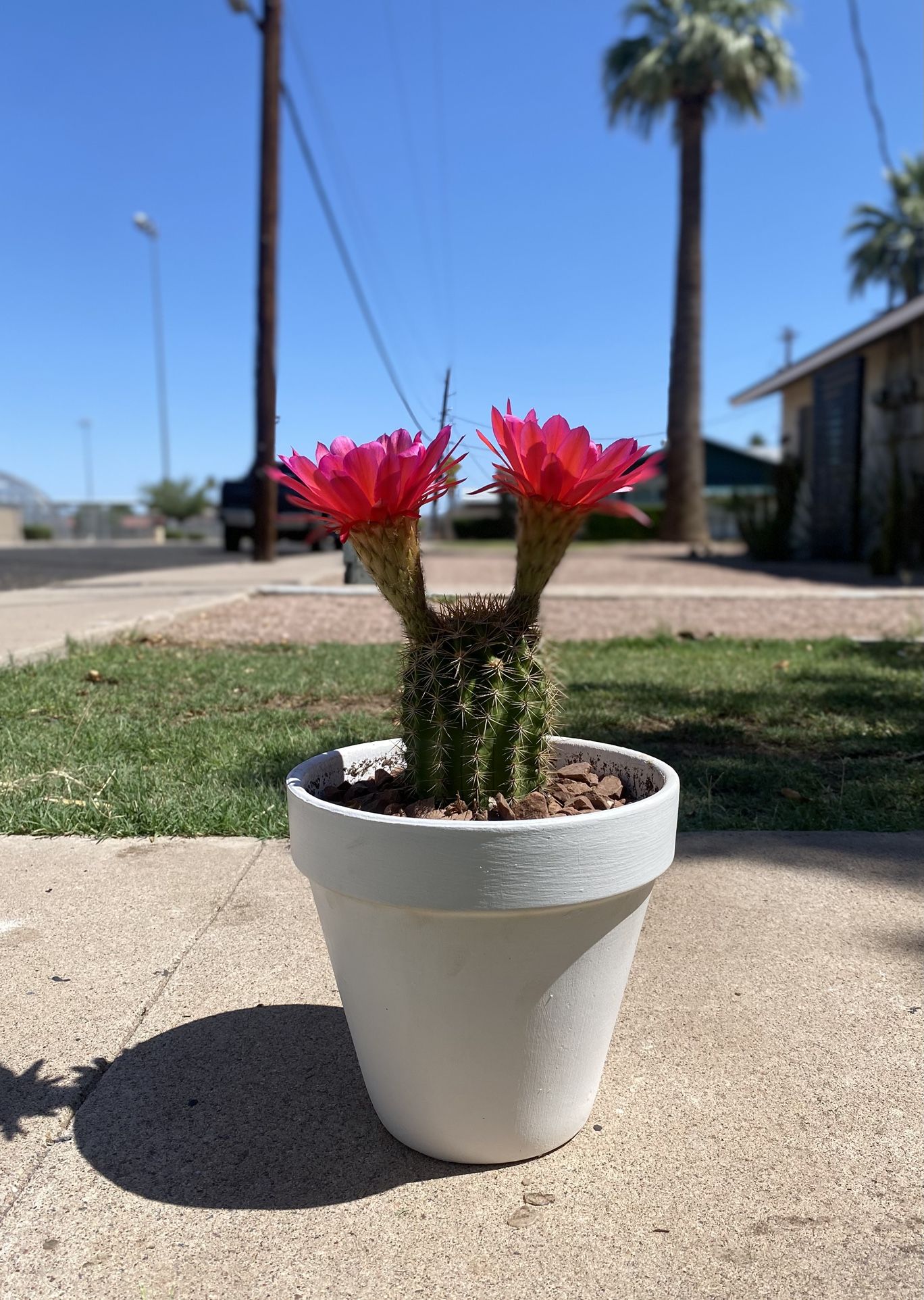 Torch Cactus Trichocereus Grandiflorus Plant