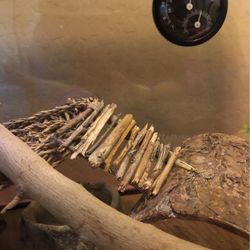 Homemade Reptile Ladder